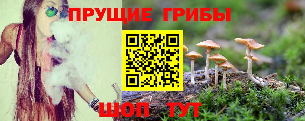 Тында  Псилоцибиновые грибы GOLDEN TEACHER  Вход с VPN  Псилоцибиновые грибы GOLDEN TEACHER 